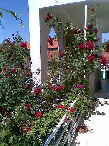 Apartments Sonja Murter Croatia Luaran gambar